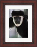 Framed Black and White Colobus Monkey, Lake Nakuru NP, Kenya