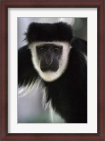 Framed Black and White Colobus Monkey, Lake Nakuru NP, Kenya