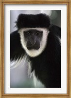 Framed Black and White Colobus Monkey, Lake Nakuru NP, Kenya