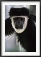 Framed Black and White Colobus Monkey, Lake Nakuru NP, Kenya