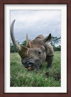 Framed Black Rhinoceros, Kenya