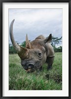 Framed Black Rhinoceros, Kenya