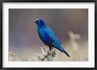 Framed Blue-eared Glossy Starling bird, Lake Nakuru NP, Kenya