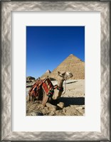 Framed Camel at Cheops, The Great Pyramid, Khafre or Chephren