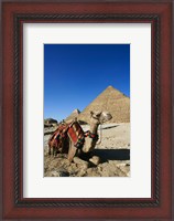 Framed Camel at Cheops, The Great Pyramid, Khafre or Chephren