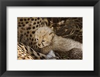 Framed Cheetah cub, Acinonyx jubatus, Masai Mara, Kenya