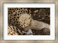 Framed Cheetah cub, Acinonyx jubatus, Masai Mara, Kenya