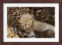 Framed Cheetah cub, Acinonyx jubatus, Masai Mara, Kenya