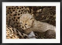 Framed Cheetah cub, Acinonyx jubatus, Masai Mara, Kenya