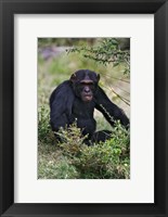 Framed Chimpanzee, Sweetwater Chimpanzee Sanctuary, Kenya