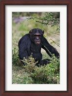 Framed Chimpanzee, Sweetwater Chimpanzee Sanctuary, Kenya