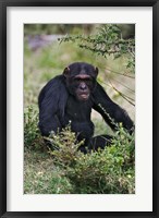 Framed Chimpanzee, Sweetwater Chimpanzee Sanctuary, Kenya