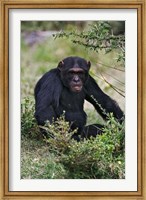 Framed Chimpanzee, Sweetwater Chimpanzee Sanctuary, Kenya