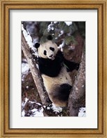 Framed China, Giant Panda Bear, Wolong Nature Reserve