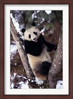 Framed China, Giant Panda Bear, Wolong Nature Reserve