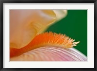 Framed Close-up of hybrid Bearded Iris flower, Louisville, KY