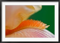 Framed Close-up of hybrid Bearded Iris flower, Louisville, KY