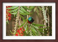 Framed Eastern Double-Collared Sunbird, Nyeri, Kenya