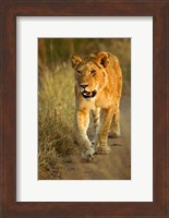 Framed Female Lion Walking At Sunset, Masai Mara, Kenya
