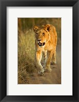 Framed Female Lion Walking At Sunset, Masai Mara, Kenya