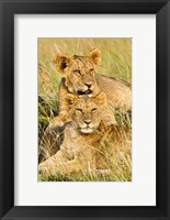 Framed Group of lion cubs, Panthera leo, Masai Mara, Kenya