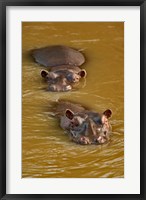 Framed Hippopotamus in river, Masai Mara, Kenya
