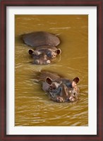 Framed Hippopotamus in river, Masai Mara, Kenya
