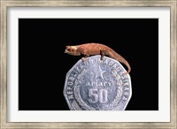 Framed Brookesia Chameleon, Masoala Peninsula, Madagascar