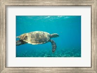 Framed Hawksbill Turtle, Mayotte Island, Comoros, Africa