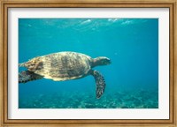 Framed Hawksbill Turtle, Mayotte Island, Comoros, Africa