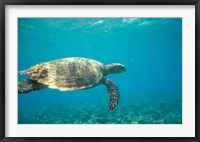 Framed Hawksbill Turtle, Mayotte Island, Comoros, Africa