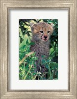 Framed Cheetah Cub, Masai Mara Game Reserve, Kenya