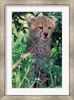 Framed Cheetah Cub, Masai Mara Game Reserve, Kenya