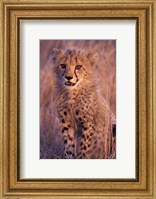 Framed Cheetah, Phinda Reserve, South Africa