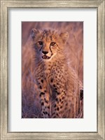 Framed Cheetah, Phinda Reserve, South Africa