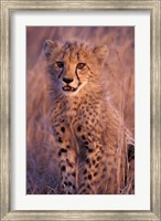 Framed Cheetah, Phinda Reserve, South Africa