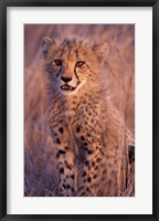 Framed Cheetah, Phinda Reserve, South Africa