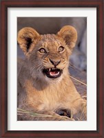 Framed Close-Up of Lion, Okavango Delta, Botswana