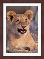 Framed Close-Up of Lion, Okavango Delta, Botswana