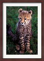 Framed Africa, Kenya, Masai Mara Game Reserve. Cheetah Cub