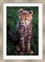 Framed Africa, Kenya, Masai Mara Game Reserve. Cheetah Cub