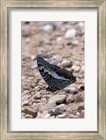 Framed Zebra Butterfly, Gombe National Park, Tanzania