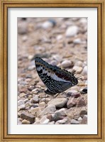 Framed Zebra Butterfly, Gombe National Park, Tanzania