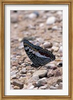 Framed Zebra Butterfly, Gombe National Park, Tanzania