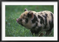 Framed Domestic Farmyard Piglet, South Africa