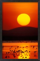 Framed Flock of Lesser Flamingos Reflected in Water at Sunrise, Amboseli National Park, Kenya
