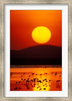 Framed Flock of Lesser Flamingos Reflected in Water at Sunrise, Amboseli National Park, Kenya