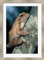 Framed Grey Frog, Kruger NP, South Africa