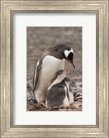 Framed Antarctica, Aitcho Island, Gentoo penguin