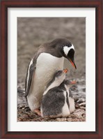 Framed Antarctica, Aitcho Island, Gentoo penguin